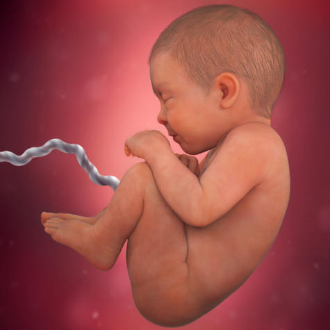 Trung bình, một em bé mới sinh có kích thước tương đương một quả bí ngô nhỏ.