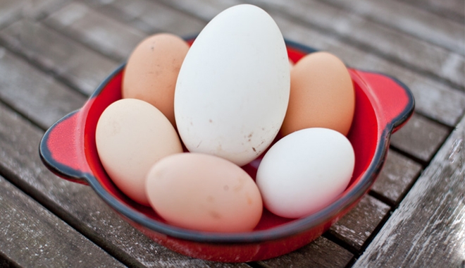 Trứng ngỗng có thể to hơn gấp 4 lần trứng gà nhưng lại kém dinh dưỡng hơn trứng gà rất nhiều. (Ảnh minh hoạ)